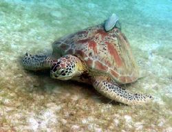 Turtle & lazy companion, Taken with Olympus 750. Perhenti... by Dan Shipp 